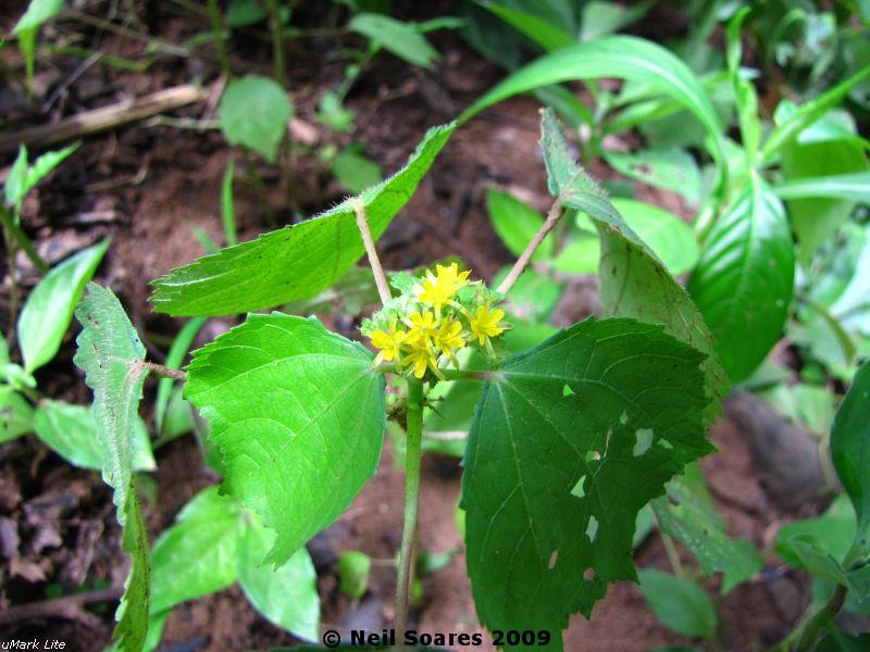 Triumfetta pentandra eFlora of India